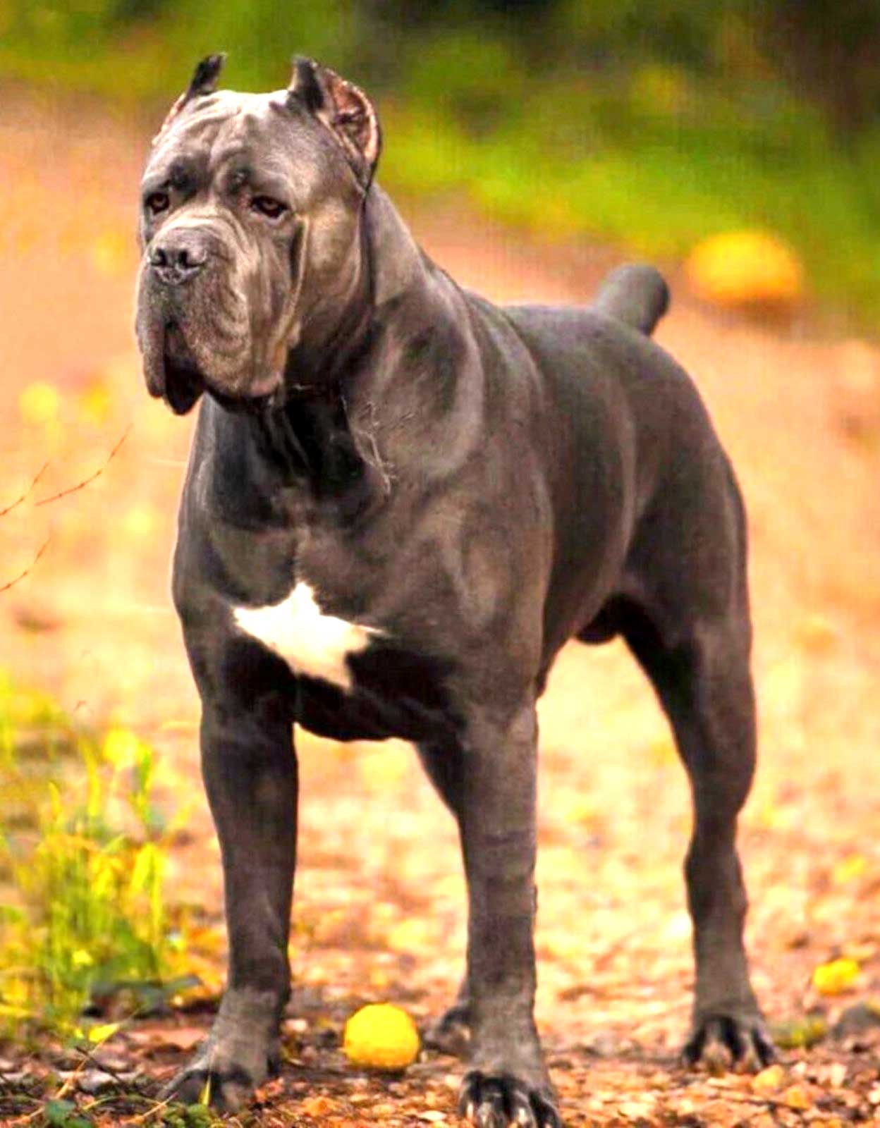 Criador de perros cane corso en España, criadores mastín italiano