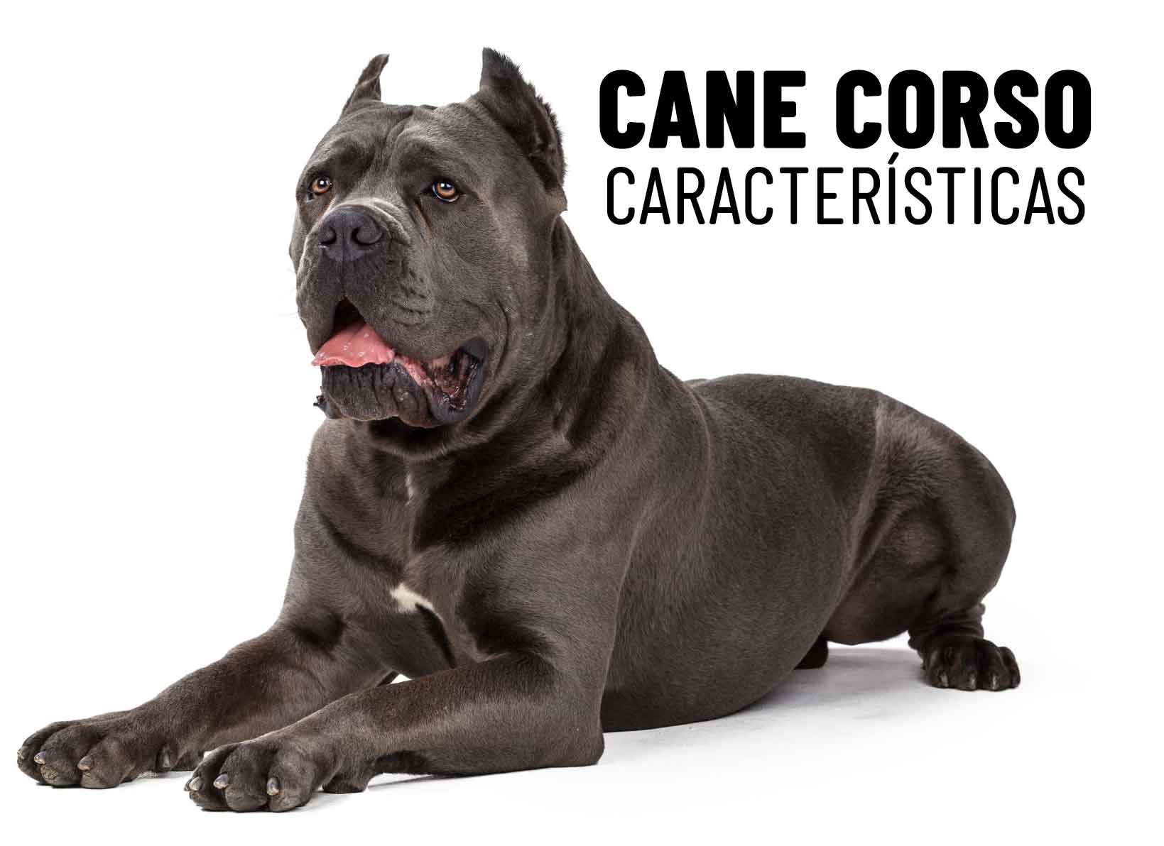 características cane corso