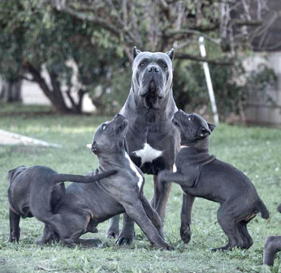 Salud del Cane Corso o Mastín italiano