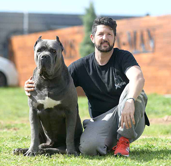Criadores Cane Corso juanma morato kennel