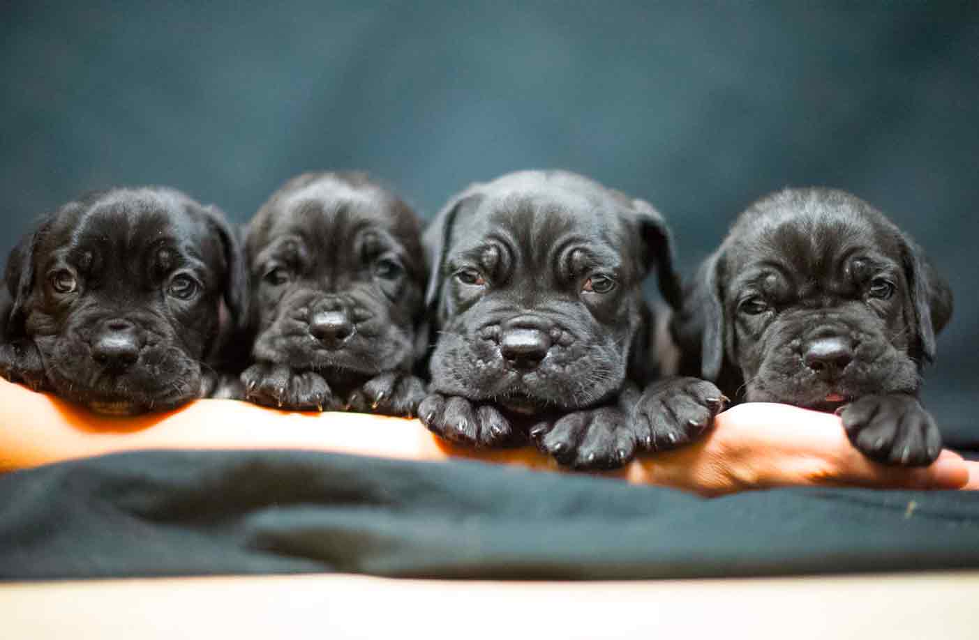 El criador de perros de los famosos, juanma morato de cane corso x-man Barcelona