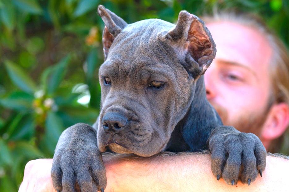 El criador de perros de los famosos, juanma morato de cane corso x-man Barcelona