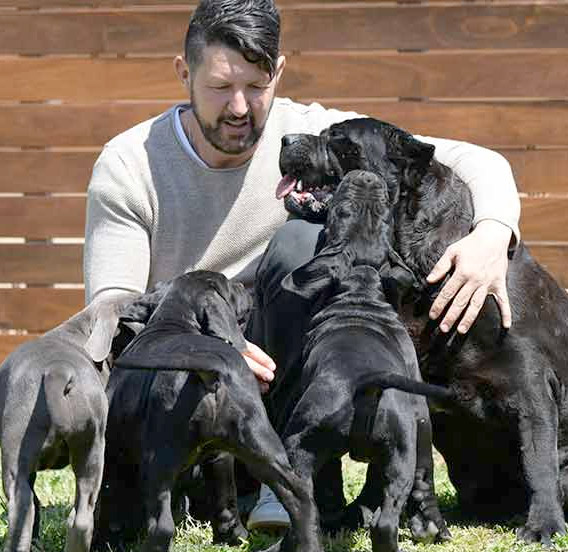 cuanto vive un cane corso