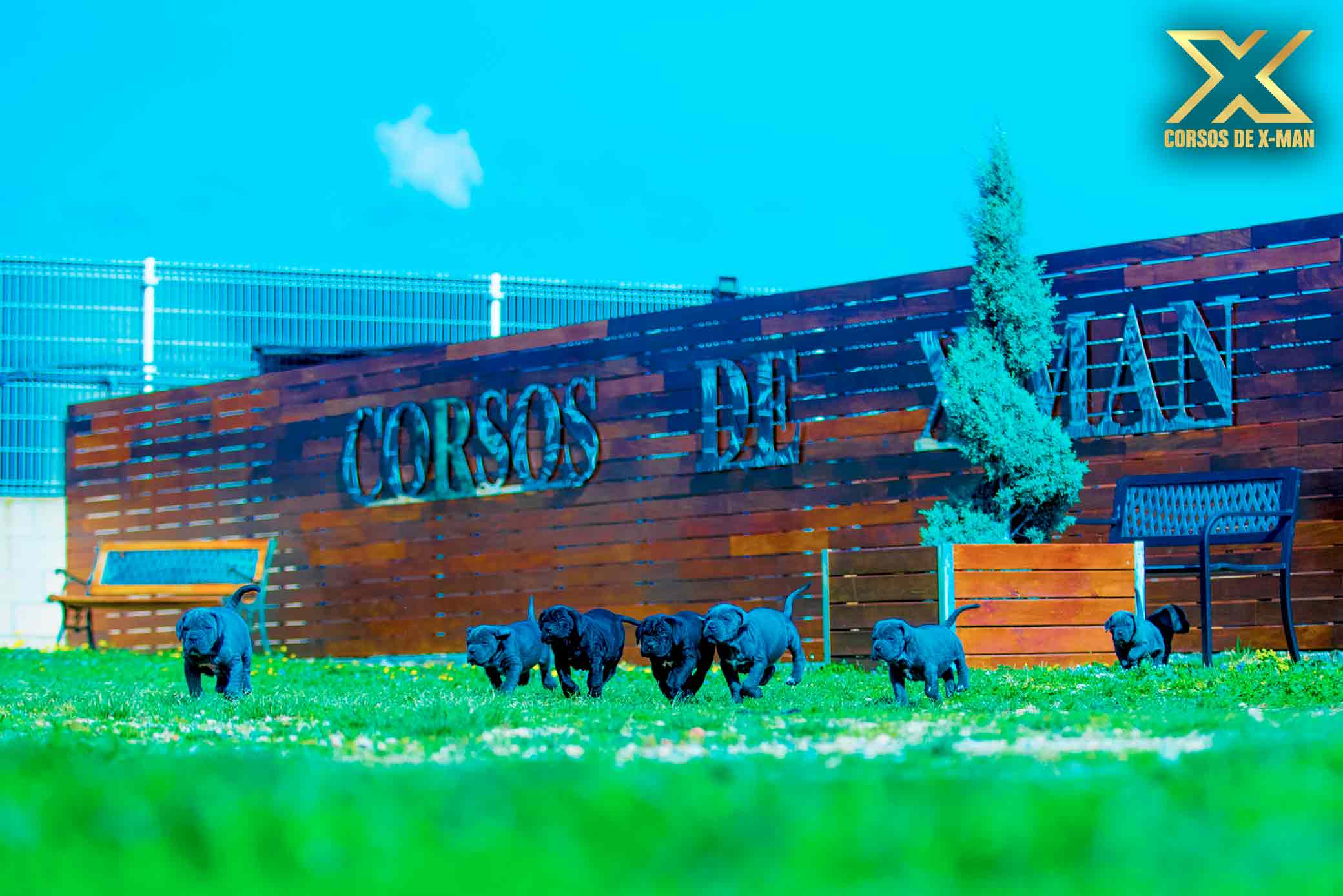 Criador de perros cane corso en España, criadores mastín italiano