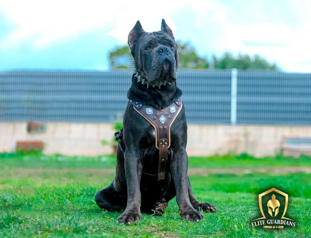 Criador de perros cane corso en España, criadores mastín italiano