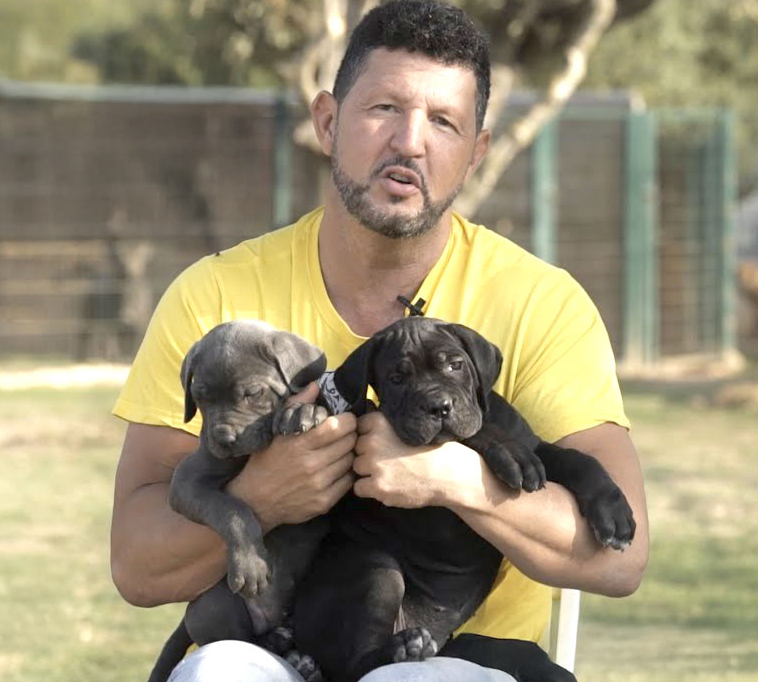 Criador de perros cane corso en España, criadores mastín italiano