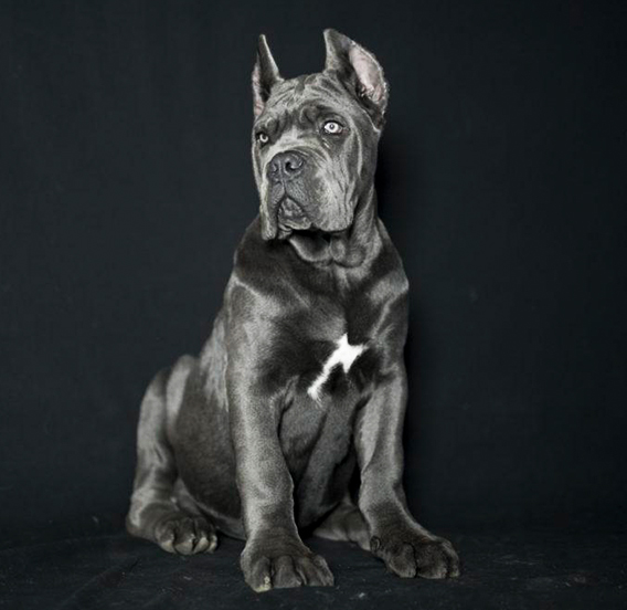 Precio perros cane corso o mastín italiano